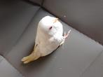 HANDTAM ALBINO GRASPARKIETJE van 2025 MET NIEUWE KOOI, Dieren en Toebehoren, Vogels | Parkieten en Papegaaien, Meerdere dieren