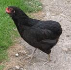 Araucana kippen jonge hennen beschikbaar.