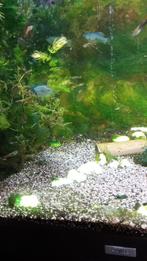 guppies en gourami's te koop, Animaux & Accessoires, Poissons | Poissons d'aquarium, Poisson, Poisson d'eau douce