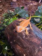 Jonge Baardagaam – Hypo Red-Orange morph