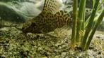 2x Synodontis catfish, Dieren en Toebehoren, Vissen | Aquariumvissen