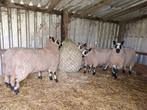 Kerry Hill lammeren, Meerdere dieren, Schaap, 0 tot 2 jaar