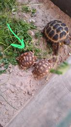 10po sulcata juvénile, Dieren en Toebehoren, Reptielen en Amfibieën