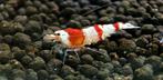 Caridina Crystal Red garnalen