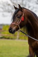 Verschillende Arabische Volbloeden, Dieren en Toebehoren, Paarden, Meerdere dieren, Gechipt