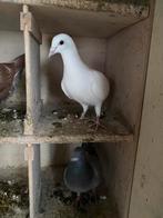 White duivin, Animaux & Accessoires, Oiseaux | Pigeons, Femelle, Pigeon voyageur
