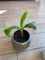 Kleine bananenboom, Ophalen