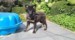 duitse herder pup, België, Reu, CDV (hondenziekte), 8 tot 15 weken