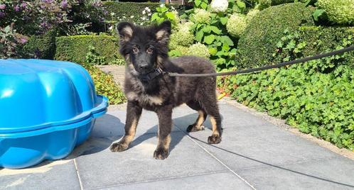 duitse herder pup, Dieren en Toebehoren, Honden | Herdershonden en Veedrijvers, Reu, Herder, Fokker | Professioneel, Eén hond
