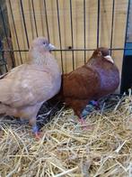 Carneau duiven, Dieren en Toebehoren, Vogels | Duiven