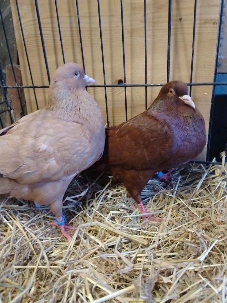 Carneau duiven, Dieren en Toebehoren, Vogels | Duiven