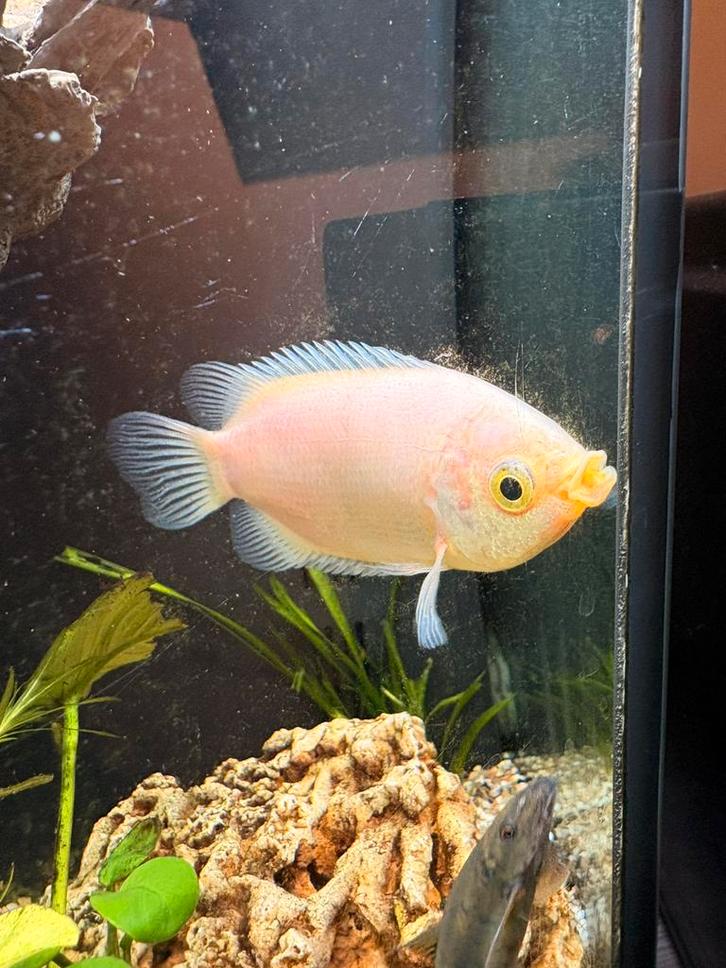 Zoenvis, Dieren en Toebehoren, Vissen | Aquariumvissen, Zoetwatervis, Vis