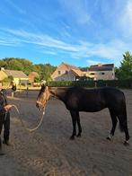7 Jarige franse dravers merrie, Dieren en Toebehoren, Paarden, Merrie, B, Gechipt, 7 tot 10 jaar