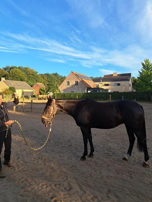 7 Jarige franse dravers merrie, Dieren en Toebehoren, Paarden, Merrie, B, 160 tot 165 cm, 7 tot 10 jaar, Recreatiepaard, Met stamboom
