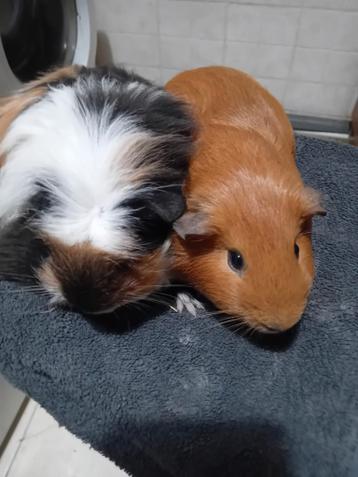 Cavia beertjes