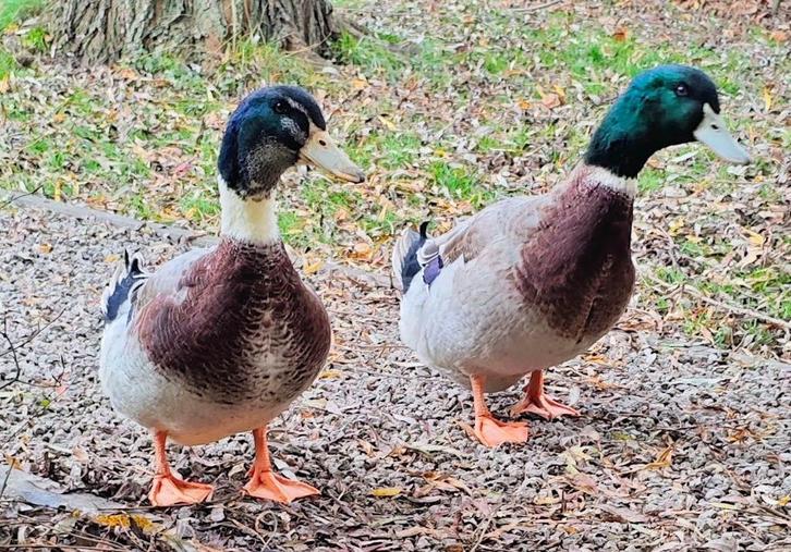 2 Tamme Rouen eenden (mannetjes/woerd 2025) (gratis ov), Dieren en Toebehoren, Pluimvee, Eend, Mannelijk