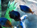 regenboog vissen te koop of te ruil, Dieren en Toebehoren, Vissen | Aquariumvissen