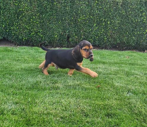 beagle x engelse cocker pups, Dieren en Toebehoren, Honden | Beagles, Bassets en Lopende honden, Reu, Beagle, Fokker | Professioneel