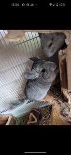 Standaard vrouwtje, Dieren en Toebehoren, Knaagdieren, April, Vrouwelijk, Chinchilla