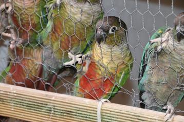 conures Molinaé