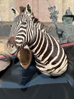 Taxidermie zebra kop, Antiquités & Art, Curiosités & Brocante, Enlèvement ou Envoi