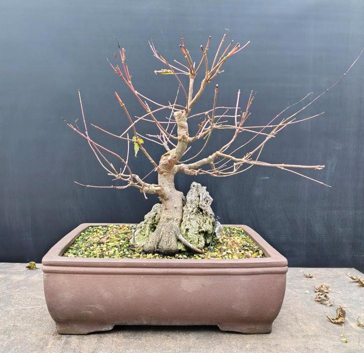 Acer Palmatum pre bonsai, Tuin en Terras, Planten | Bomen, Overige soorten, Minder dan 100 cm, Halfschaduw, Lente, Ophalen of Verzenden