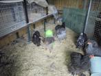 Trio Cochin groothoender, Meerdere dieren, Kip