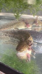 Axolotls kleintjes, Dieren en Toebehoren