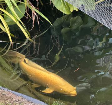 Koi butterfly platinum ogon 75 cm beschikbaar voor biedingen