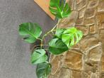 Monstera bonte albo-plant, Huis en Inrichting, Kamerplanten, Ophalen, Halfschaduw, Minder dan 100 cm, Groene kamerplant