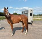 Jong dressuurpaard, Dieren en Toebehoren, Ruin, Dressuurpaard