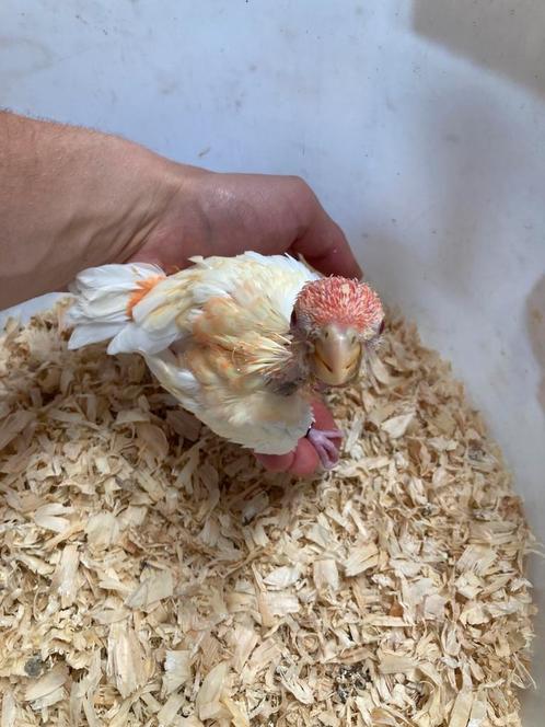 Handtamme oranje ino pennant, Dieren en Toebehoren, Vogels | Parkieten en Papegaaien