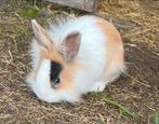 Vrouwelijke leeuwenkop Angora 10 weken, Dieren en Toebehoren, Konijnen, Vrouwelijk, 0 tot 2 jaar