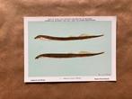 Zoetwatervissen van België Nr. 1 Kleine Rivierlamprei, Verzamelen, Postkaarten | Dieren, Ophalen of Verzenden, Ongelopen, Waterdier