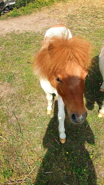Mini paardje, Dieren en Toebehoren, Niet van toepassing, 0 tot 2 jaar, Hengst, A pony (tot 1.17m)