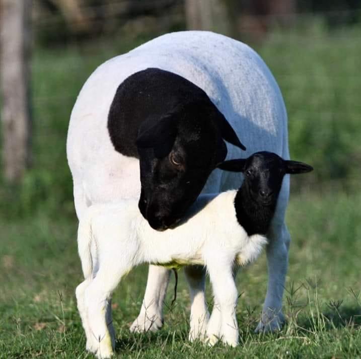 Gratis maaien van weide of omheinde tuin, Dieren en Toebehoren, Schapen, Geiten en Varkens