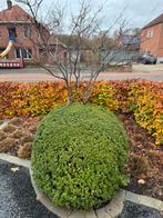 Krentenboom meerstammig + ilex bol (fatsoenlijk bod aub), Tuin en Terras, Ophalen, Buxus