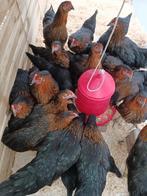 zwarte harco kippen 100% hennen, Kip, Vrouwelijk