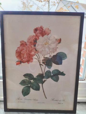 Redoute, litho van Rosa Damascus beschikbaar voor biedingen