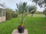 Strelitzia reginae, paradijsvogelbloem, Ophalen, 100 tot 150 cm, Overige soorten, Halfschaduw