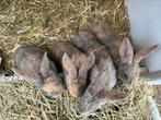 Lieve konijntjes zoeken goede thuis (groot ras), Animaux & Accessoires, Lapins