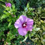 hibiscus paars, Ophalen, Overige soorten, Struik, 100 tot 250 cm