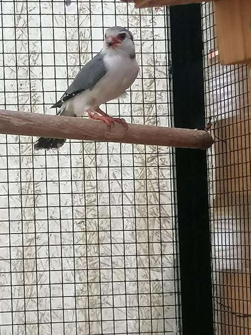 Afrikaanse DWERGVALK; bewezen kweekman 2021, Dieren en Toebehoren, Vogels | Overige Vogels, Roofvogel, Mannelijk, Geringd