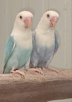 Fischeri pale fallow blauw en turquoise reeks