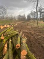Stamhout esdoorn brandhout, Enlèvement, Troncs d'arbres
