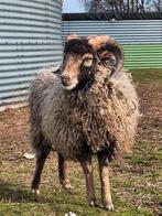 Heel mooie ouessant ram, Dieren en Toebehoren, Mannelijk, Schaap, 0 tot 2 jaar