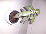 Jadeplant, Crassula Ocata, kamerplant, Huis en Inrichting, Kamerplanten, Ophalen