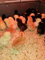 DERNIER JOUR : poussins, 7 races, 100 % poules, résultat : 3, Animaux & Accessoires, Volatiles, Poule ou poulet, Femelle
