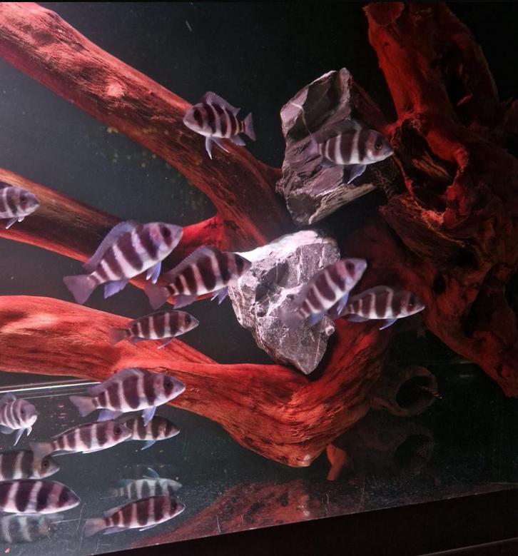 Frontosa cichliden (Cyphotilapia frontosa) – 5 tot 7 cm, Dieren en Toebehoren, Vissen | Aquariumvissen, Zoetwatervis, Vis, Schoolvis