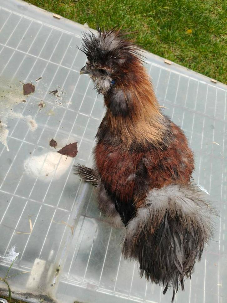 Prachtige kleurrijke zijdehoen haan, Dieren en Toebehoren, Pluimvee